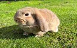 Mini Lop rabbits for sale: Mini lops , LionHead. READY NOW! 13th  - Image 15