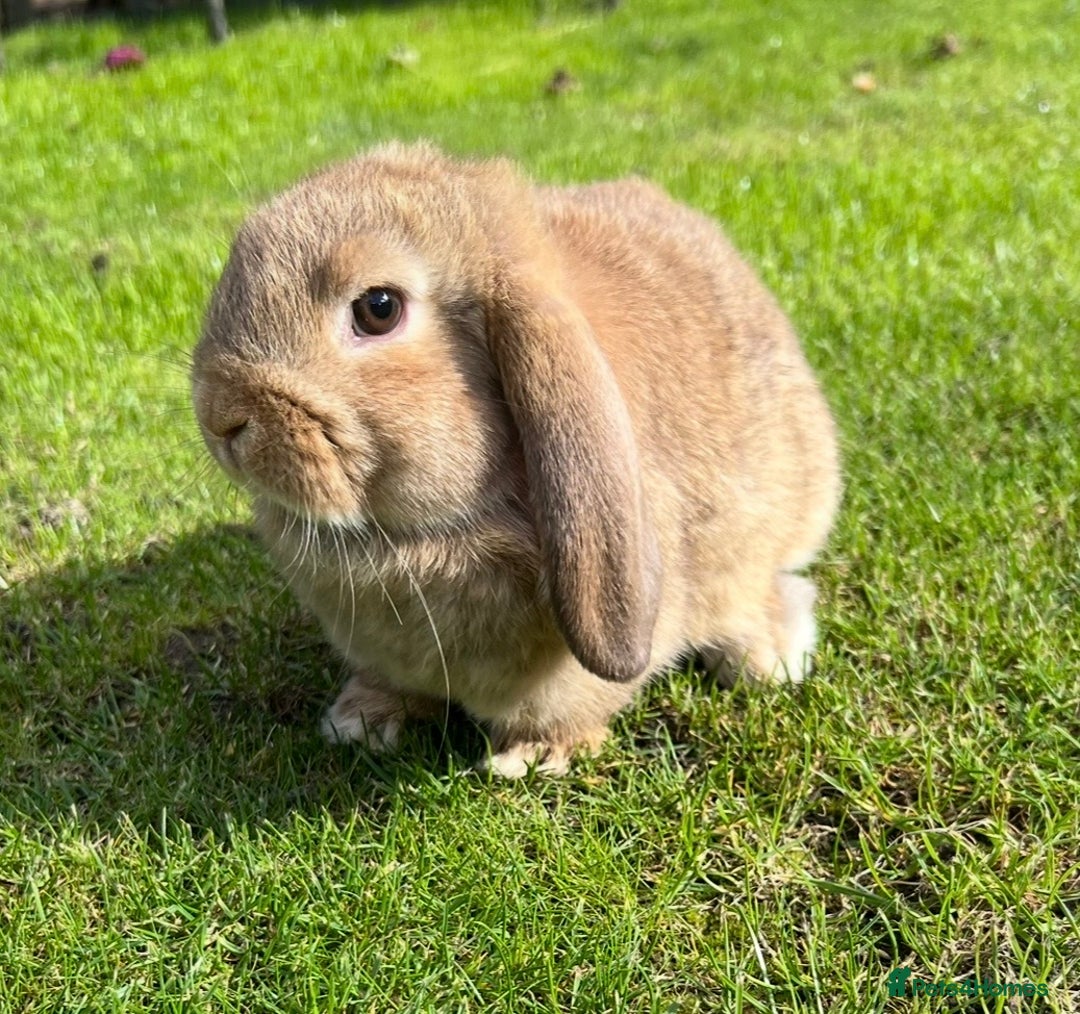 Mini Lop rabbits for sale: Mini lops , LionHead. READY NOW! 13th  - Image 15