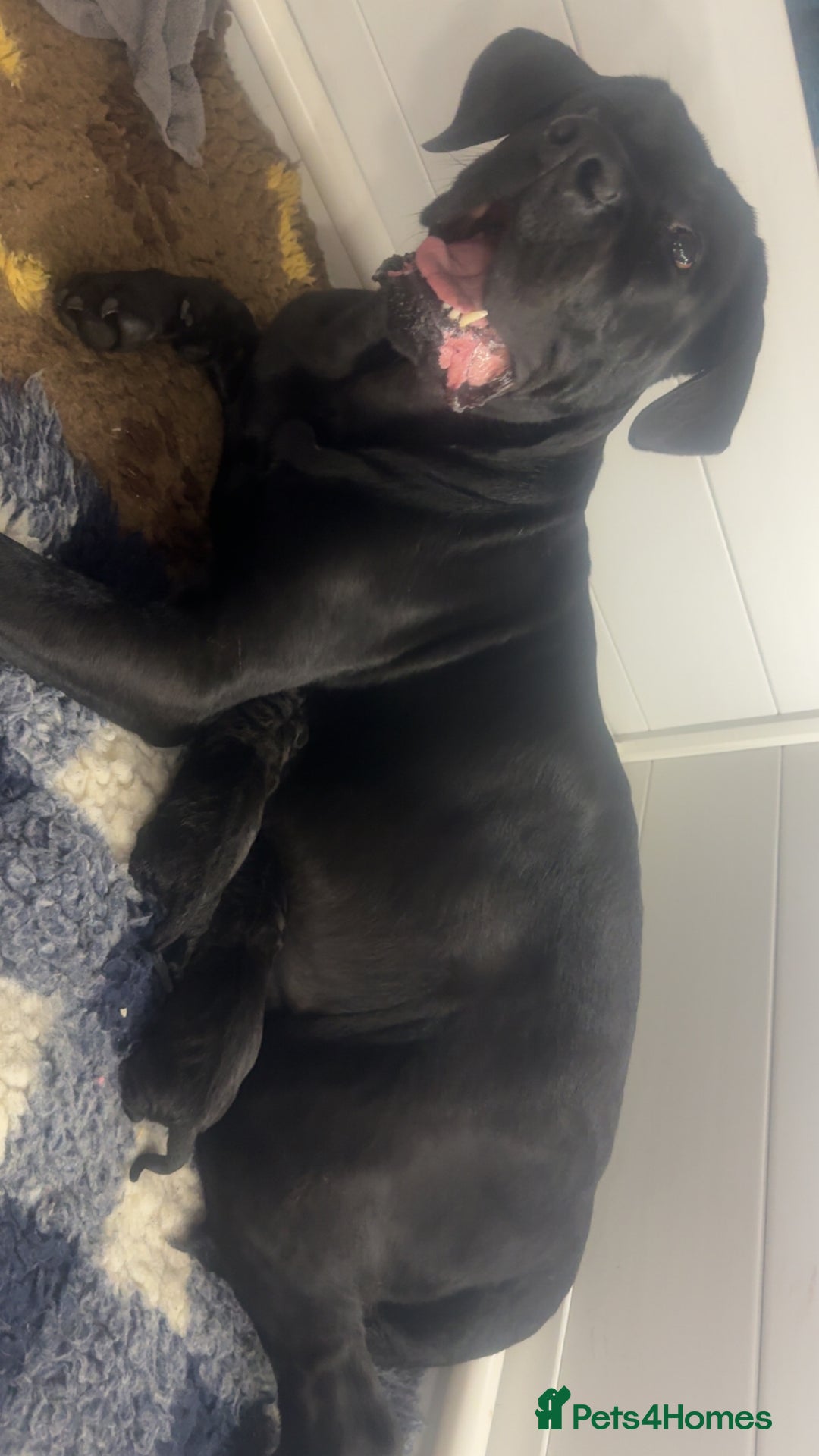 Mixed Breed dogs for sale: Gorgeous hardy pups - Advert 8