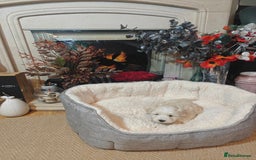 Mixed Breed dogs for sale: Bichon  - Image 4