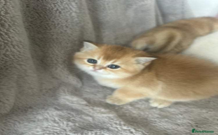 Scottish Fold cats Beautiful Gold Chinchilla babies  - Advert 1