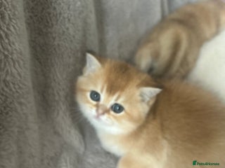 Scottish Fold cats Beautiful Gold Chinchilla babies - Advert 3