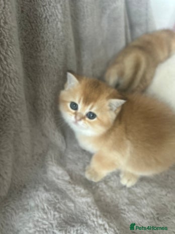 Scottish Fold cats Beautiful Gold Chinchilla babies - Advert 1
