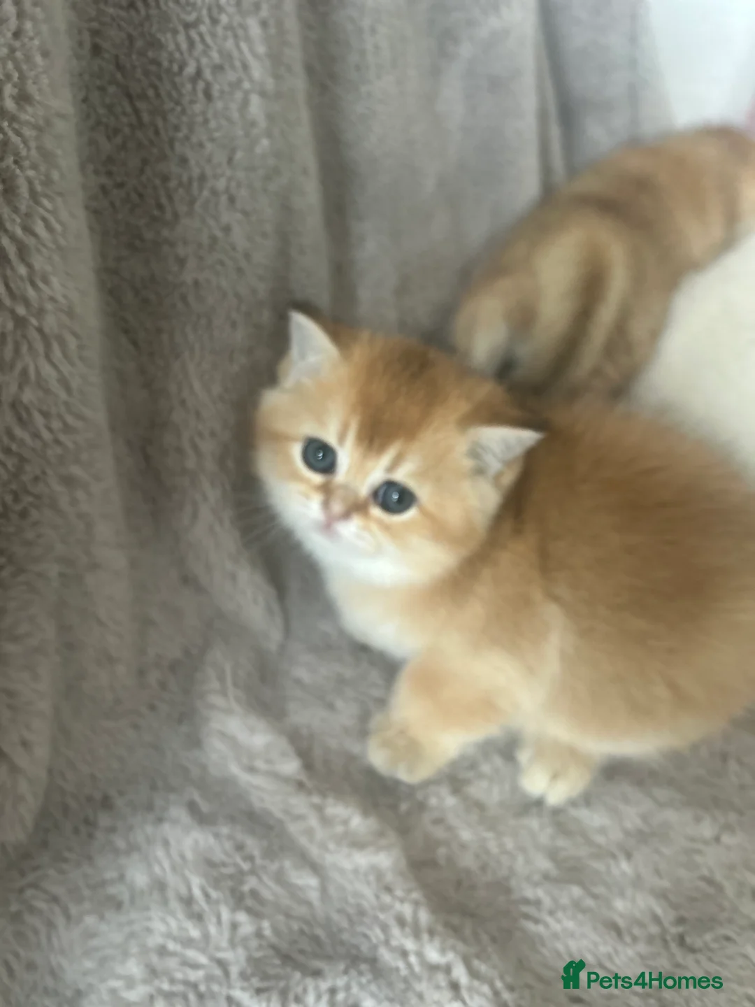 Scottish Fold cats for sale: Beautiful Gold Chinchilla babies  - Advert 4