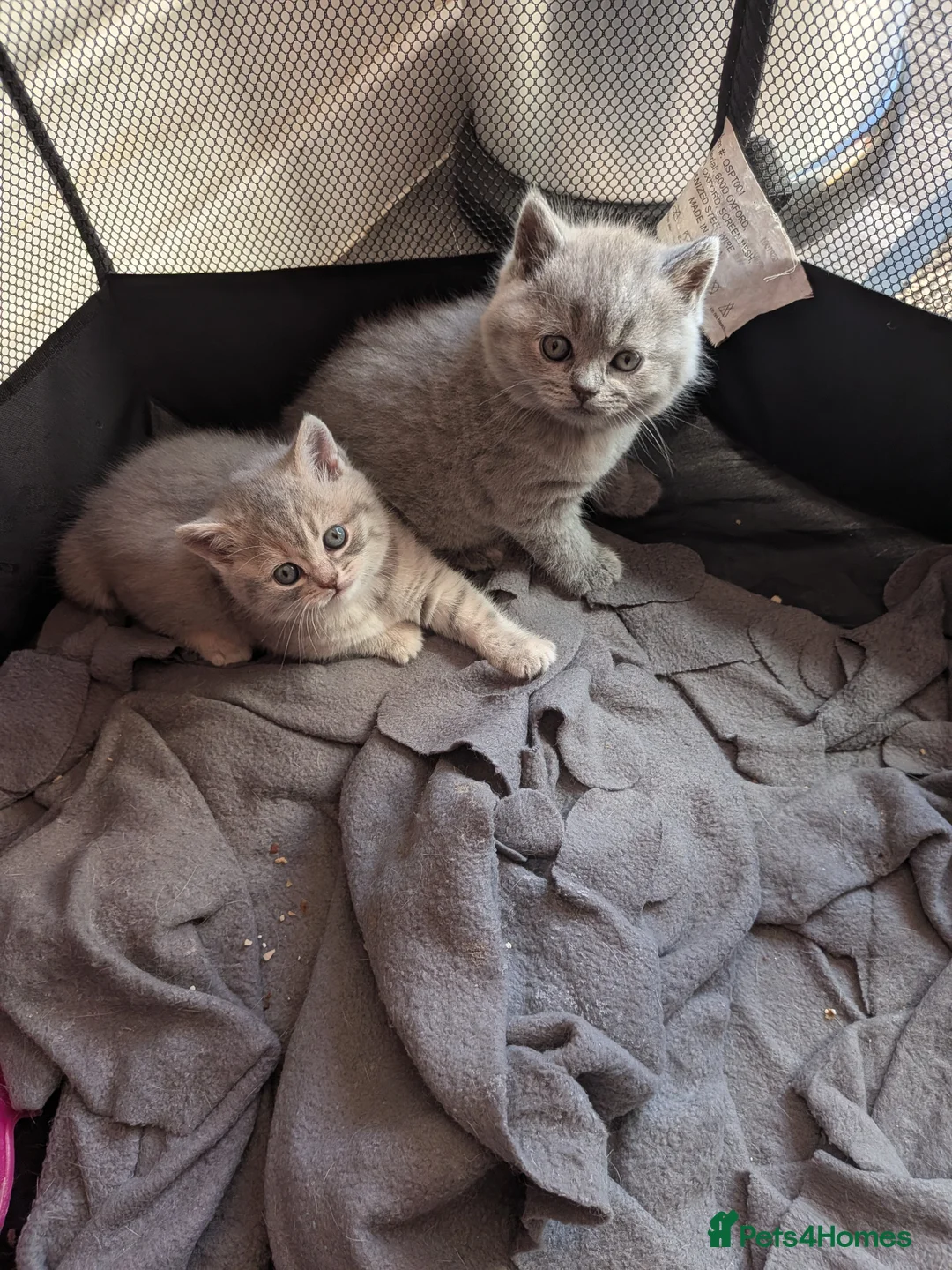 Brazilian Shorthair cats for sale: British shimirthair - Advert 2