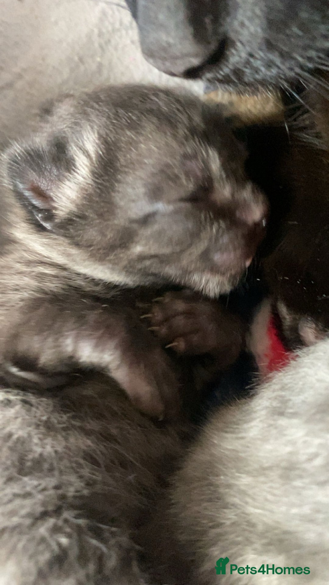 Mixed Breed cats for sale: 6 kittens looking for new homes  - Advert 22