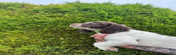 English Springer Spaniel dogs for sale: Excellent quality kc springer spaniel pups  - Advert 3