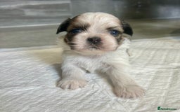 Shih Tzu dogs for sale: Beautiful litter of Shih tzu puppy’s  - Image 2