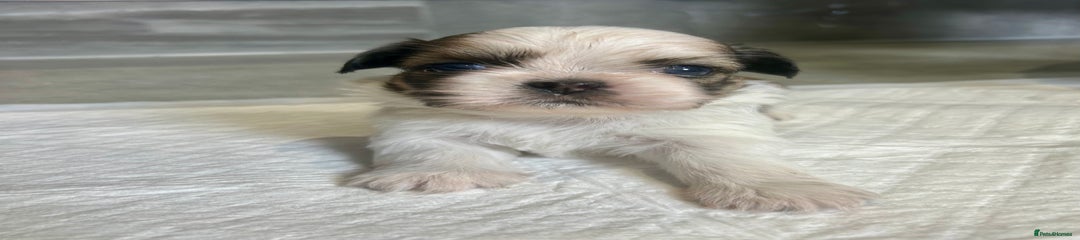 Shih Tzu Puppy 3