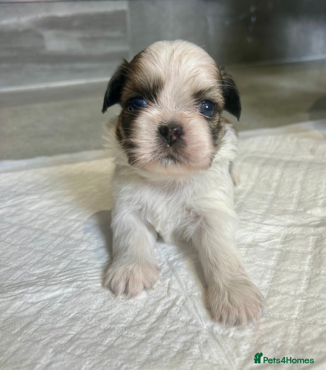 Shih Tzu dogs for sale: Beautiful litter of Shih tzu puppy’s  - Image 2