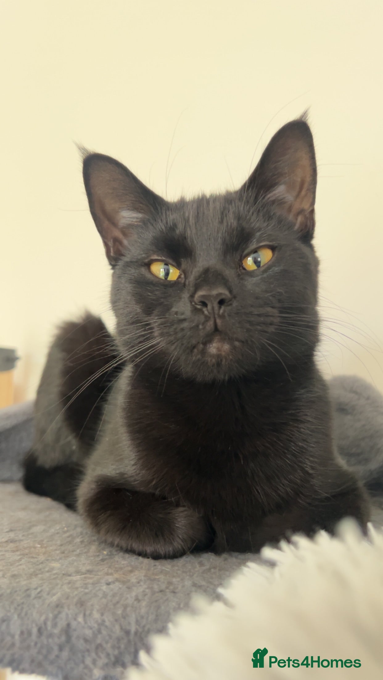 Mixed Breed cats Black Calico Tabby X American Wirehair Tabby - Advert 2