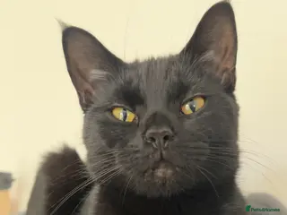 Mixed Breed cats Black Calico Tabby X American Wirehair Tabby - Advert 20