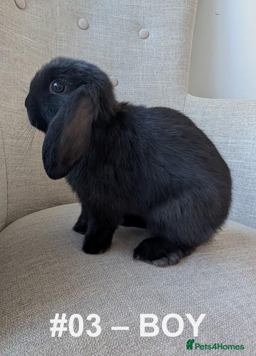 Mini Lop rabbits Exceptional Mini-Lops. Collect: Mon 7th September - Advert 2