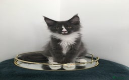 Maine Coon cats for sale: Mainecoons kittens Xl pedigree - Image 8