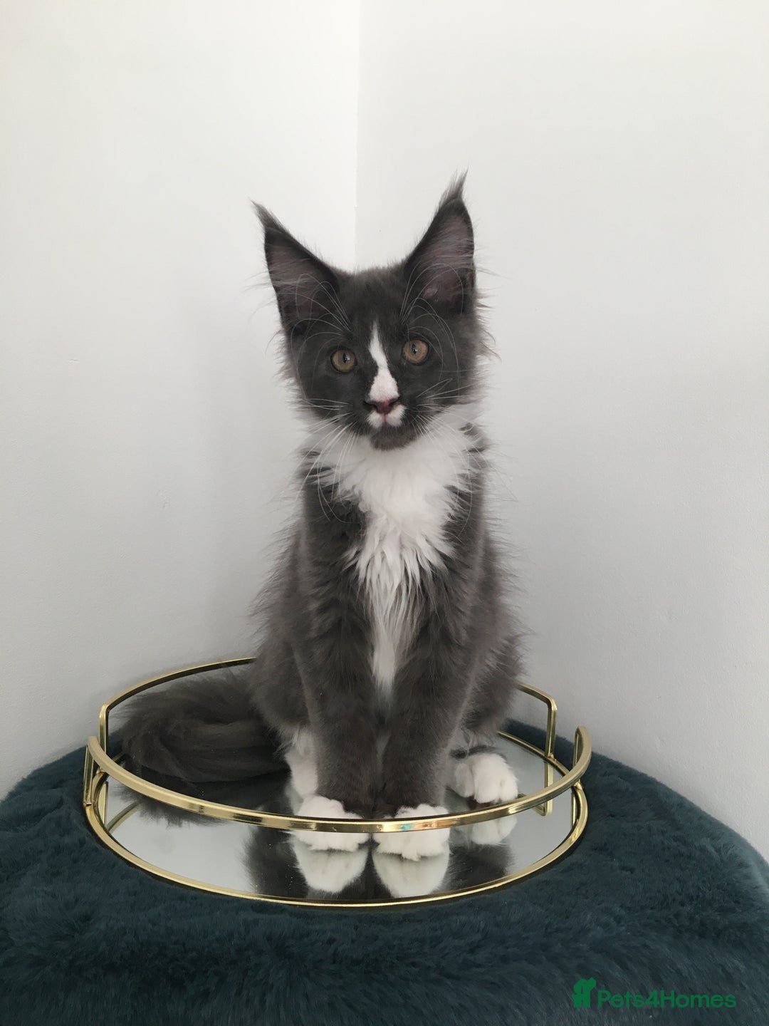 Maine Coon cats for sale: Mainecoons kittens Xl pedigree - Image 8