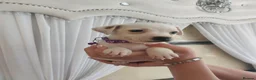 Jack Russell dogs for sale: Beautiful Jack russell puppies in Maidstone - Advert 4