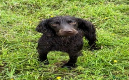 Cocker Spaniel dogs for sale: Ready Now- Quality Chocolate Pups Available - Image 12