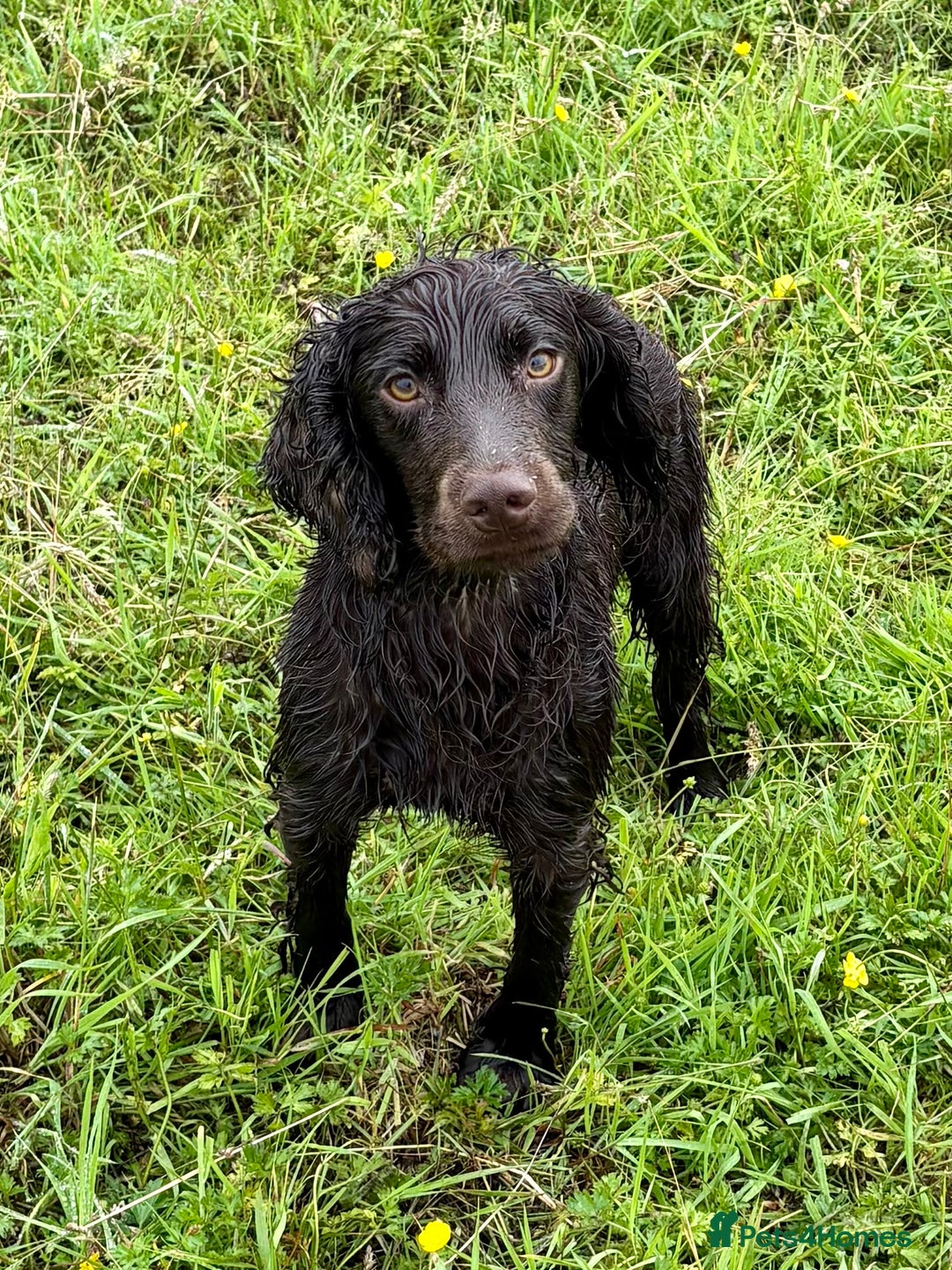Cocker Spaniel dogs for sale: Ready Now- Quality Chocolate Pups Available - Image 12