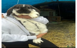 French Lop rabbits for sale: Last little girl looking for a forever home 💗 - Image 14