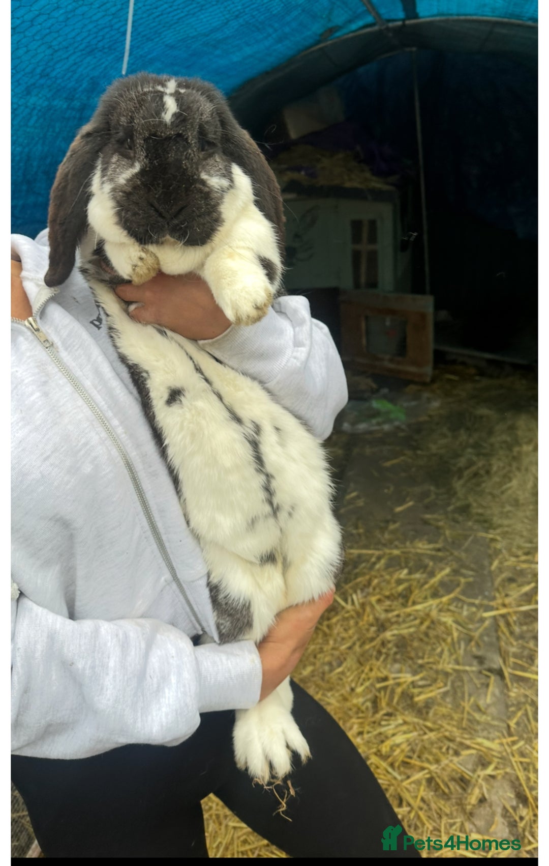 French Lop rabbits for sale: Last little girl looking for a forever home 💗 - Image 14