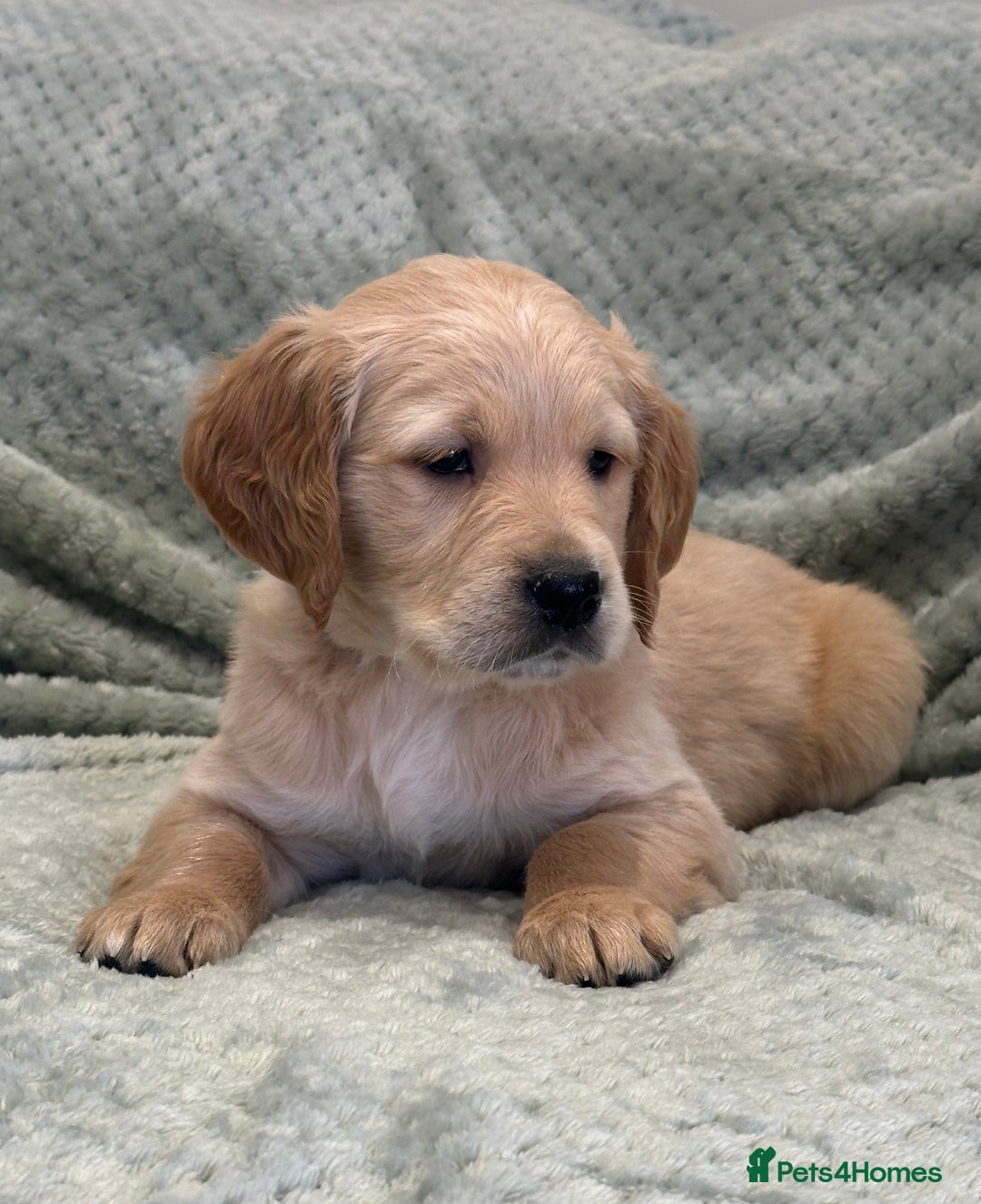 Golden Retriever dogs for sale: Quality litter of KC reg Golden Retriever Puppies  - Advert 33