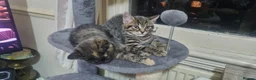 British Shorthair cats for sale: British Short Hair Kitten - Advert 6