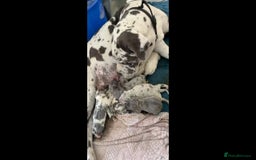 Cane Corso dogs for sale: Stunning Merle Cane Corso Puppies for sale - Image 1
