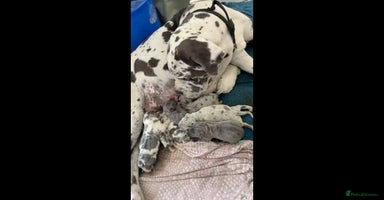 Cane Corso dogs Stunning Cane Corso Puppies for sale - Advert 11