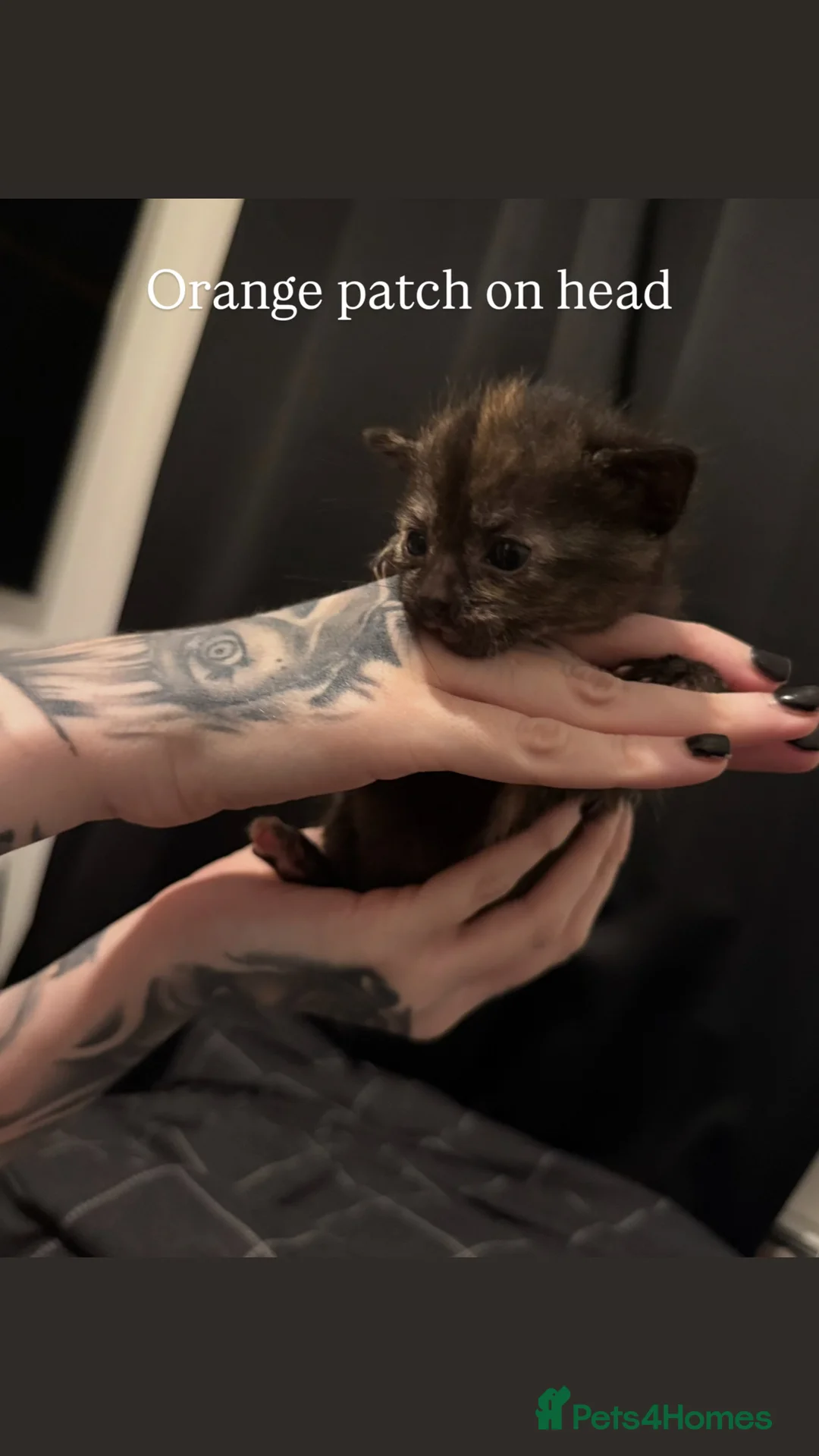 Mixed Breed cats for sale: Kittens for sale  - Advert 2