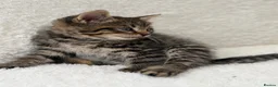 Mixed Breed cats for sale: Tabby male kittens  - Advert 15