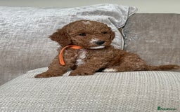 Cavapoo dogs for sale: F1b Cavapoos - Image 5