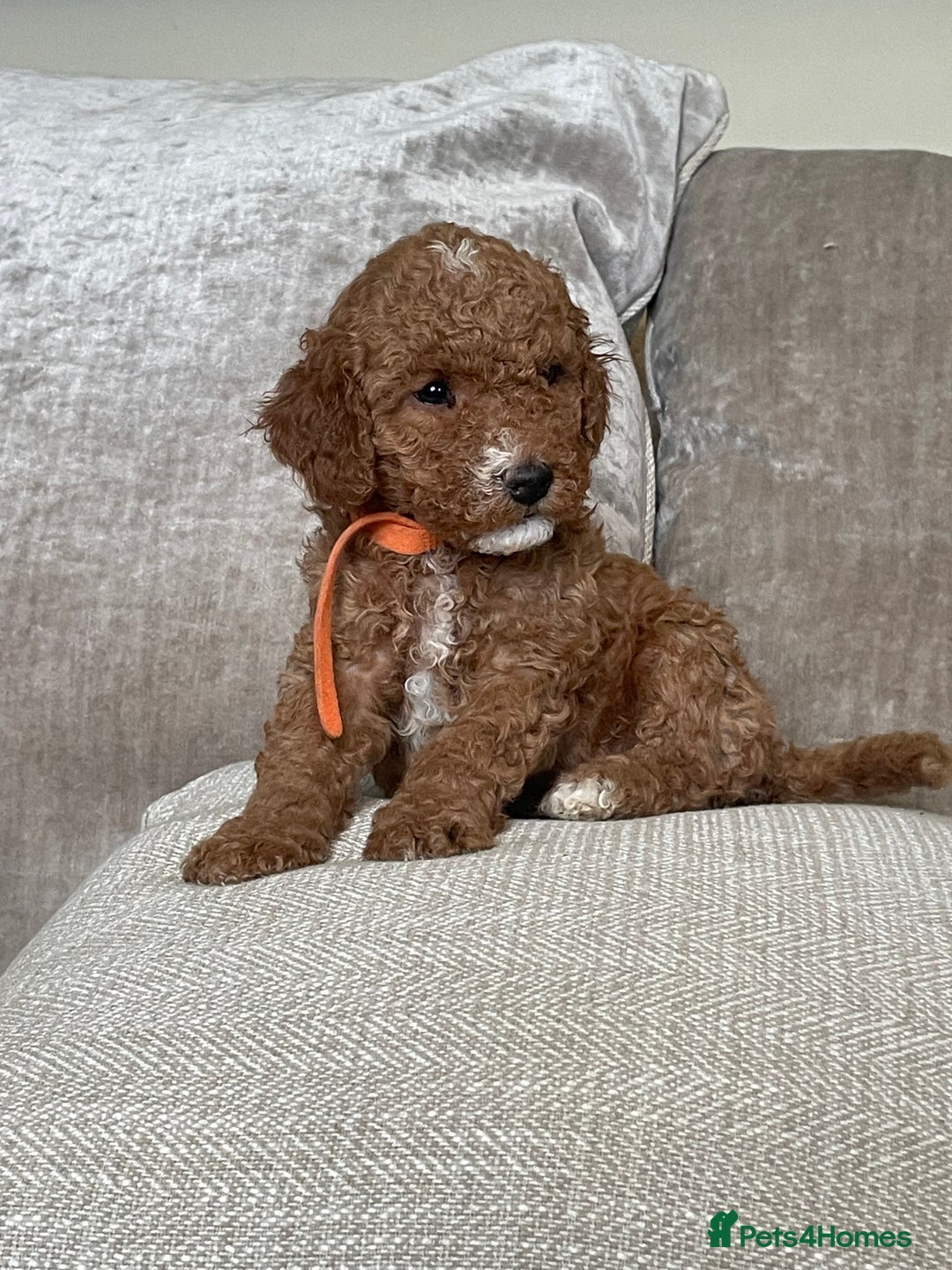 Cavapoo dogs for sale: F1b Cavapoos - Image 5