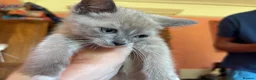 Tonkinese cats for sale: Exquisite Tonkdolls - Advert 34