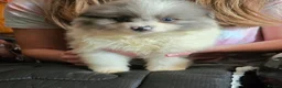 Pomeranian dogs for sale:  3 gorgeous pomeranian puppies available  - Advert 21