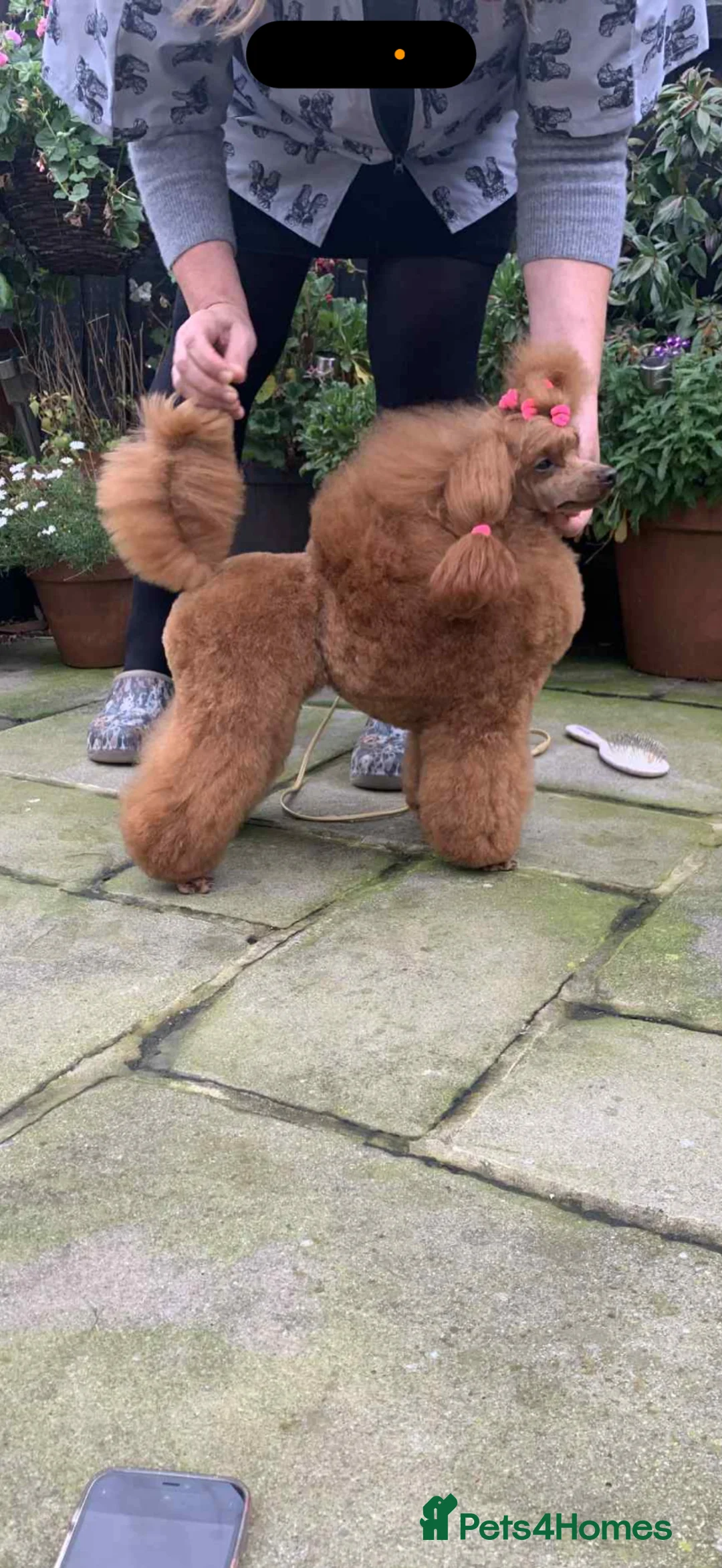 Toy Poodle dogs for sale: Beautiful Red Toy Poodle Puppy  in Whitchurch - Advert 8