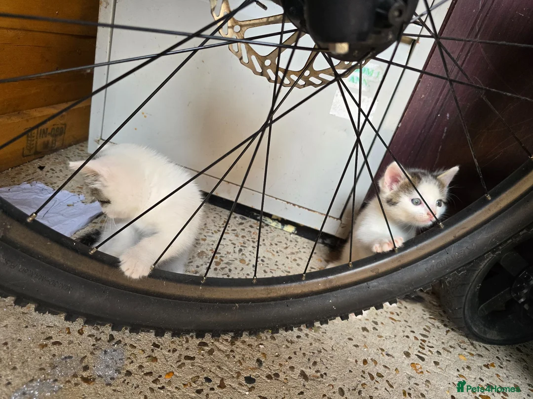 Mixed Breed cats for sale: Adorable9-Week-Old Kittens Looking forLoving Homes - Advert 14