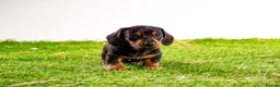 Miniature Dachshund dogs for sale: Stunning kc registered miniature dachshund puppies in Evesham - Advert 3