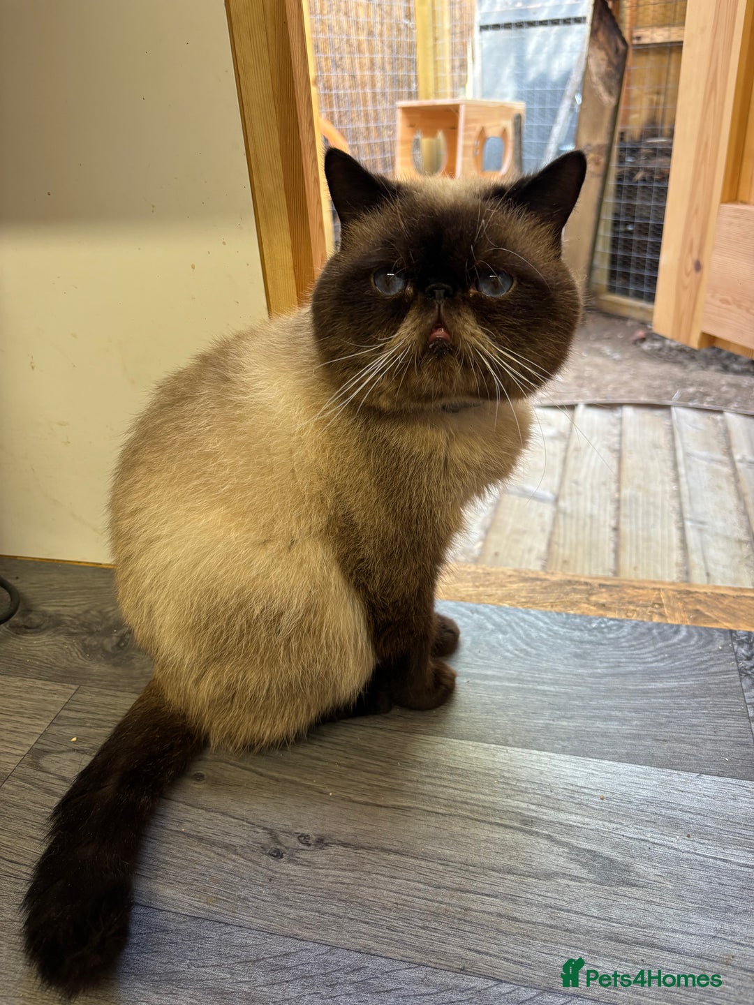 Exotic cats for stud: MALE EXOTIC STUD ( STUD ONLY ) - Image 2
