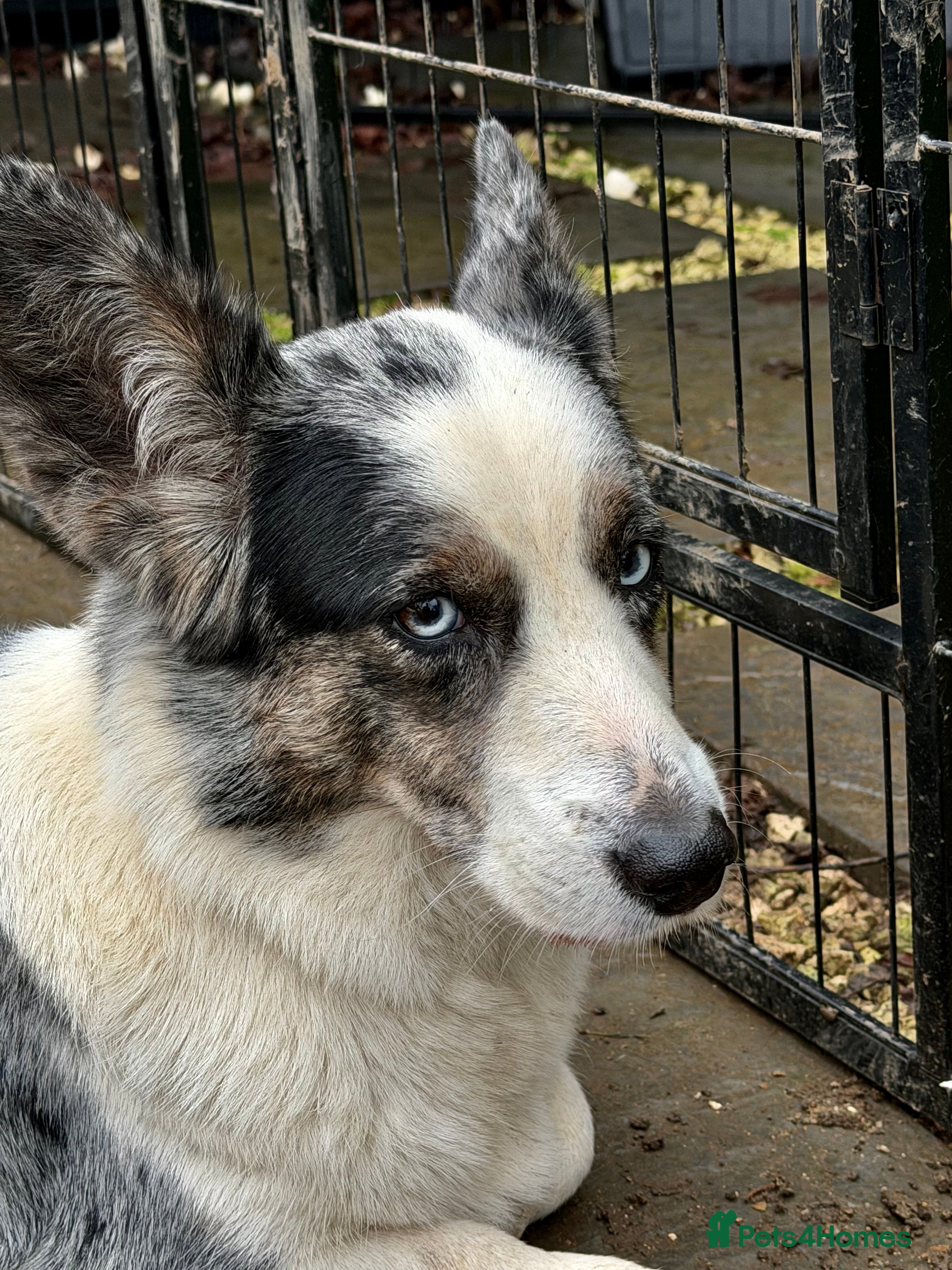 Welsh Corgi Cardigan dogs MICHELLE – Welsh Corgi Pembroke  - Advert 1