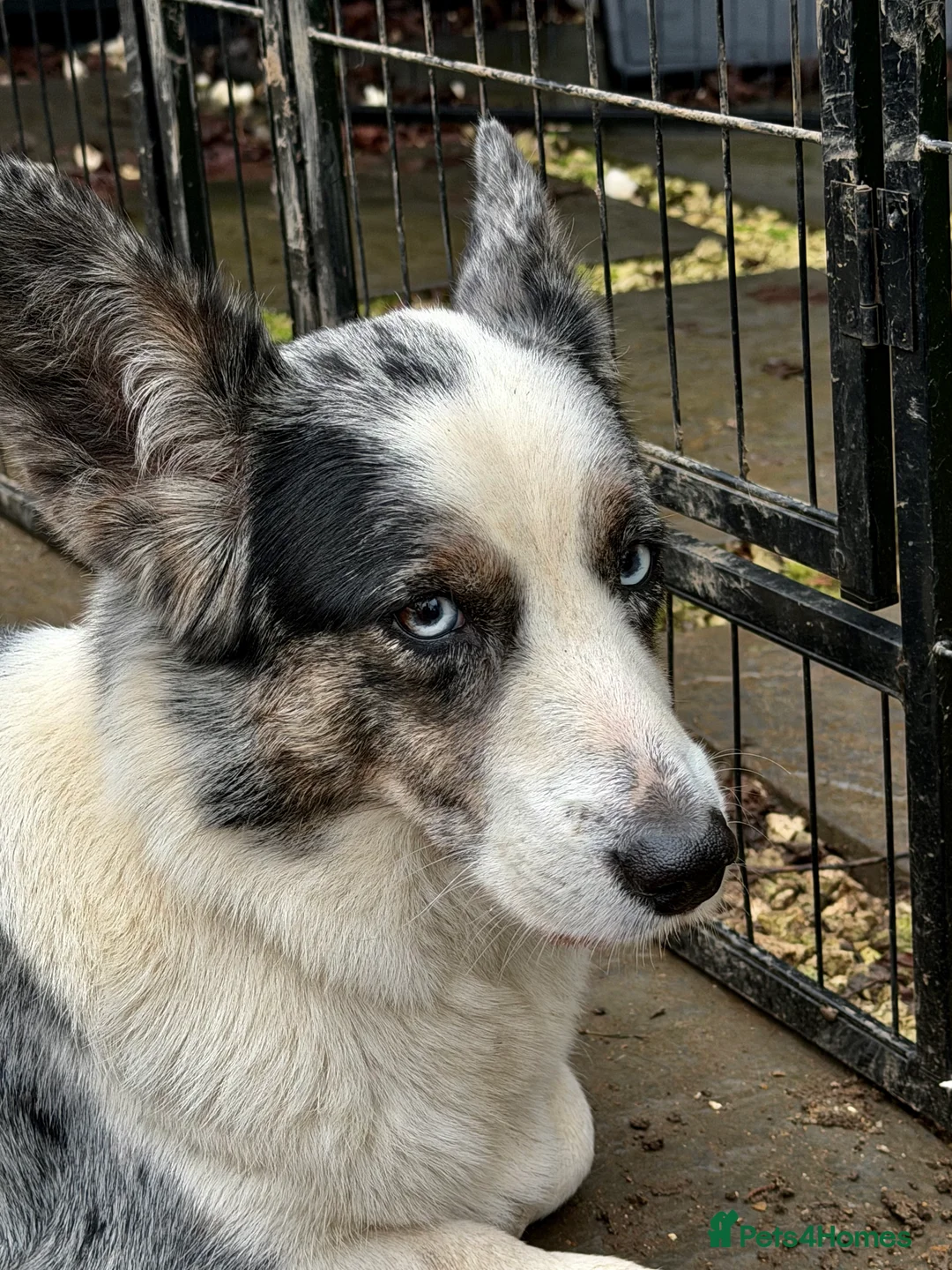 Welsh Corgi Cardigan dogs for adoption: MICHELLE – Welsh Corgi Pembroke  - Advert 1