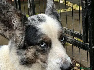 Welsh Corgi Cardigan dogs MICHELLE – Welsh Corgi Pembroke - Advert 1