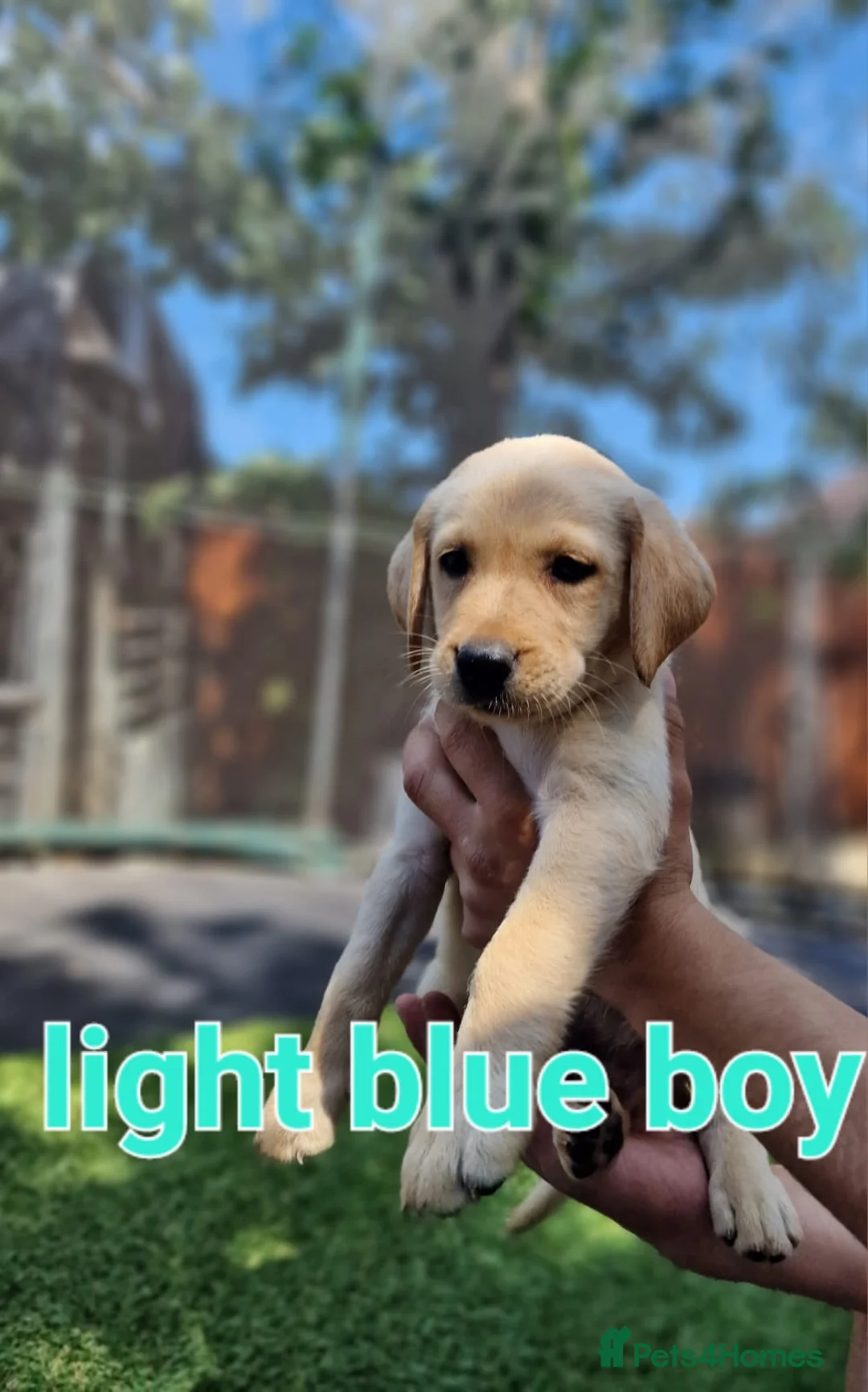 Labrador Retriever dogs for sale: READY NOW!!! KC registered Labrador Retriever  - Advert 40