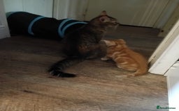Mixed Breed cats for sale: Mixed breed kittens  - Image 7