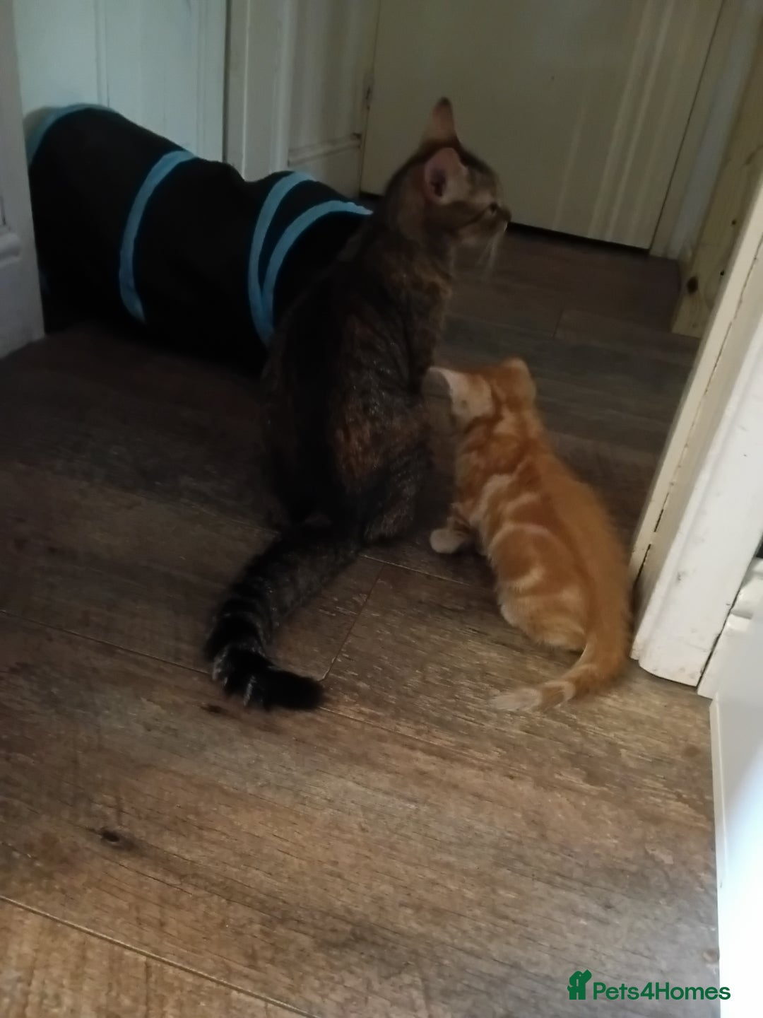 Mixed Breed cats for sale: Mixed breed kittens  - Image 7