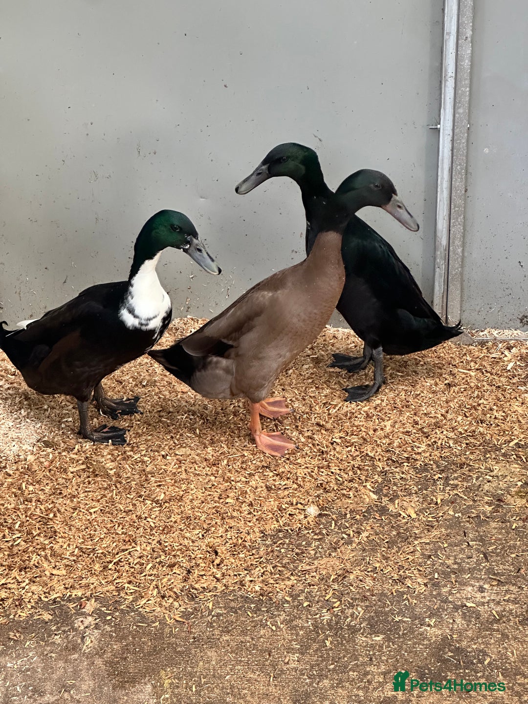 Ducks poultry for sale: Indian runner ducks  - Advert 2