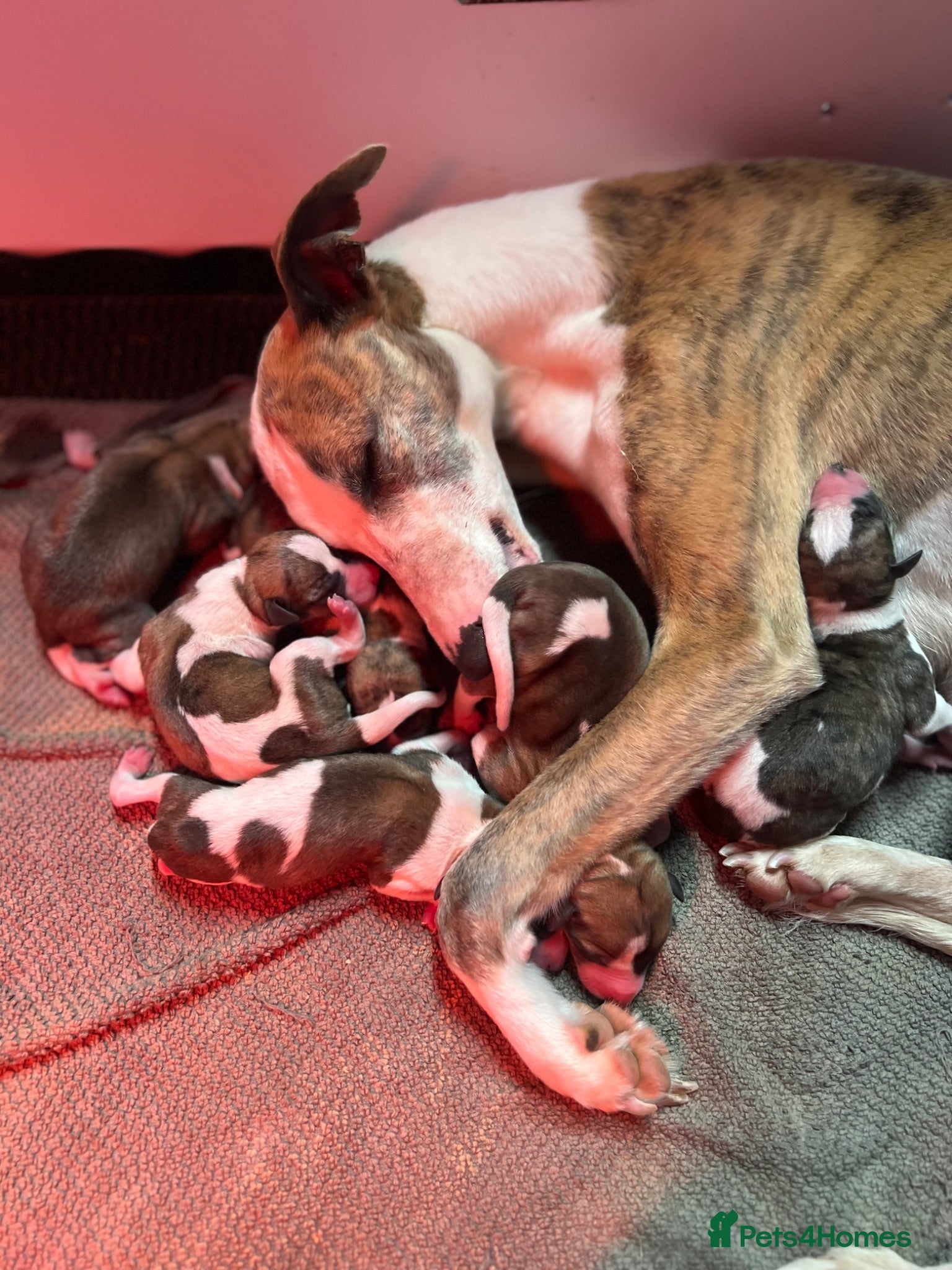Whippet dogs Lovely Mixture. - Advert 6
