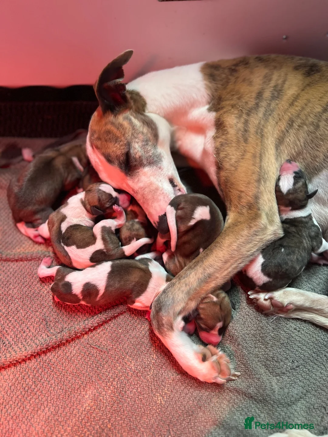 Whippet dogs for sale: Lovely Mixture. in Ebbw Vale - Advert 1