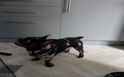 French Bulldog dogs for sale: Male frenchie - Image 4