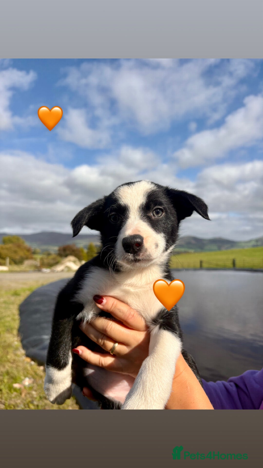 Border Collie dogs for sale: Pure bred, beautiful Border Collie puppies 🖤🤍🐾 - Image 22