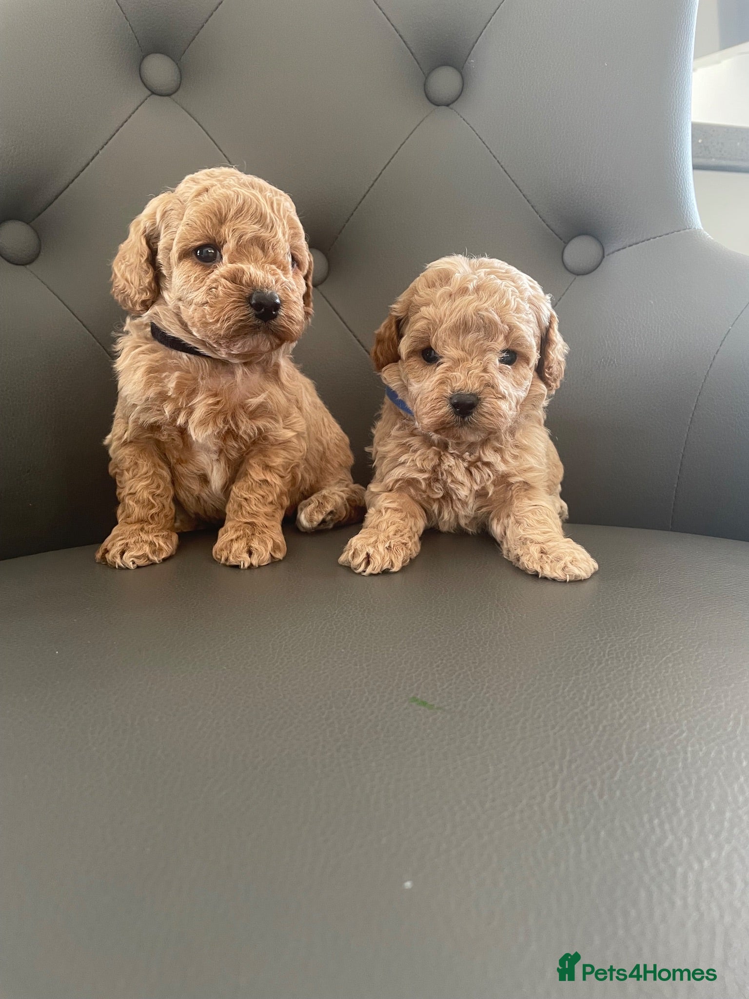 Cavapoo dogs F1 Cavapoo HEALTH TESTED  - Advert 3